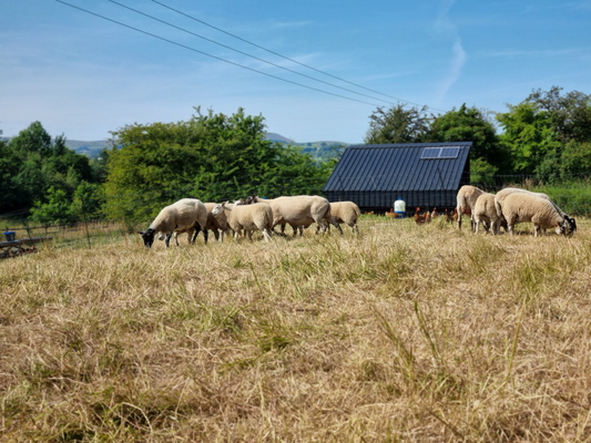 Ammar - A Family Journey